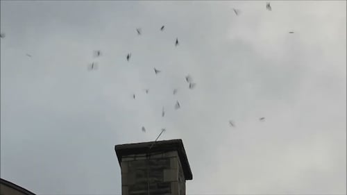 Avez-vous cet oiseau dans votre cheminée?