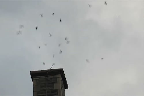 Avez-vous cet oiseau dans votre cheminée?