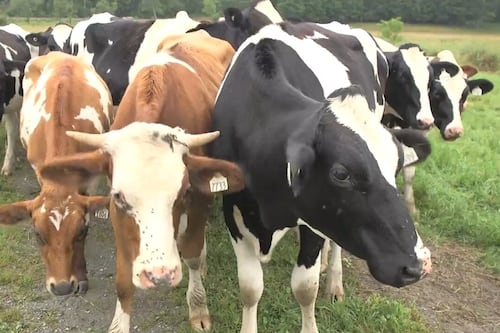 Des vaches terrifiées par les feux d'artifice s’enfuient de leur enclos à Sherbrooke