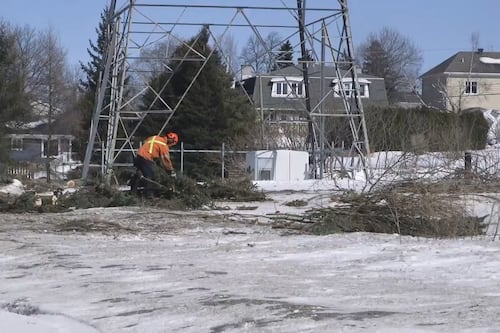 Tramway de Québec: les coupes d’arbres s’accélèrent