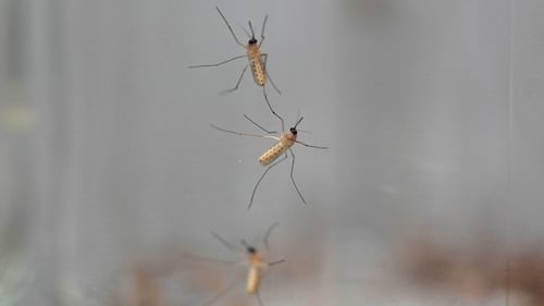 Et si les humains éradiquaient tous les moustiques?