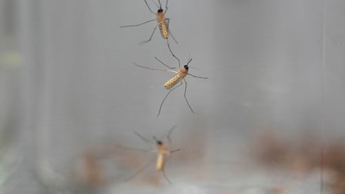 Chasse-moustiques : comment choisir le plus efficace?