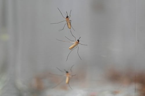 Chasse-moustiques : comment choisir le plus efficace?