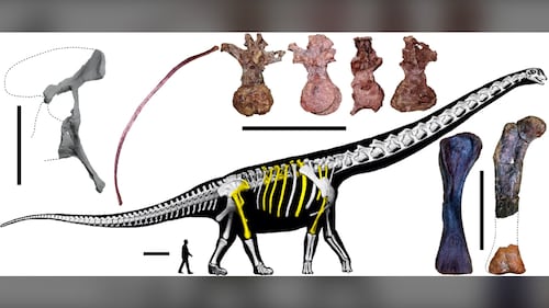 Un nouveau dinosaure géant identifié en Thaïlande: le nagatitan