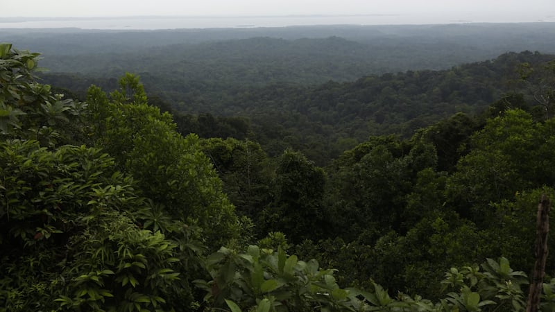 Harpia: l'IA et les drones au service des forêts