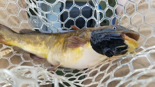 Un cancer de la peau transmissible découvert chez des poissons au Canada et aux États-Unis