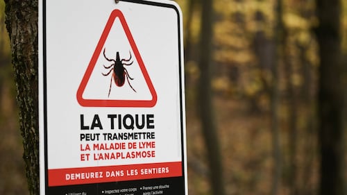 Montréal a enregistré son nombre de cas le plus élevé de maladie de Lyme en 2025