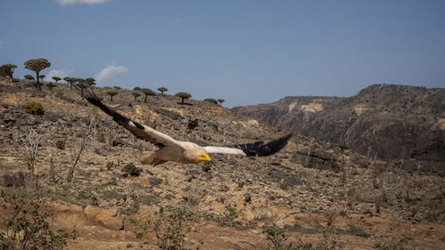 Le conflit au Moyen-Orient représente un nouveau danger pour les vautours égyptiens