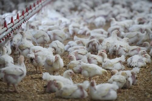 Grippe aviaire: les zoos du Québec forcés à protéger leurs animaux