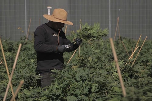 «On n’est pas des usines à pot»: des entreprises de cannabis dénoncent les propos de Christine Fréchette