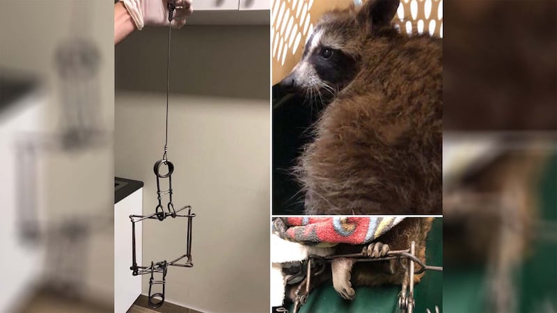 Un raton laveur s'est retrouvé la patte prise dans un piège. Si l'animal n'avait pas été sauvé par le refuge Lobadanaki, il serait sans doute mort de faim, de soif ou attaqué par un autre animal.