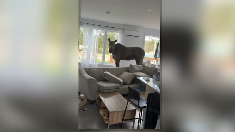 Un orignal s’introduit dans une demeure et fait des dégâts