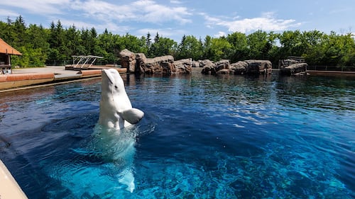 Six baleines quittent Marineland pour les États-Unis