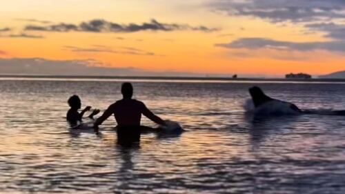 «J'ai eu peur»: un lion de mer interrompt une baignade glaciale