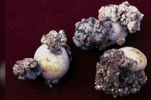 Voici pourquoi on tente d’interdire les pommes de terre de l’Île-du-Prince-Édouard aux États-Unis
