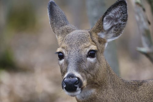La bataille judiciaire se poursuit contre l'abattage des cerfs de Longueuil