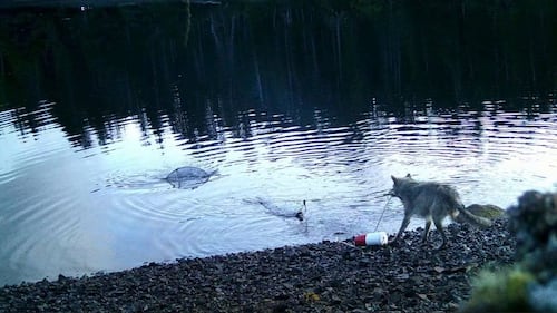 Des loups surpris à utiliser un outil pour remonter des casiers à crabes