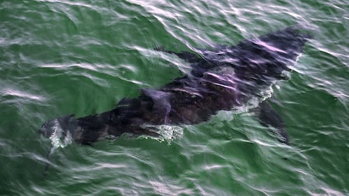 Le plongeur attaqué par un requin blanc à Percé serait dans un état stable