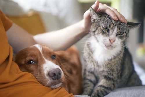 Animaux en logement: le jugement historique du TAL sur la sellette?