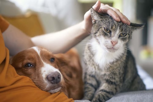 Clause anti-animaux dans les logements: légitime ou «déraisonnable»?