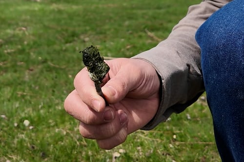 Transformer les excréments de bernache en fertilisant et en nourriture à animaux