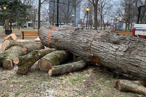 Agrile du frêne: Trois-Rivières devra encore abattre des arbres