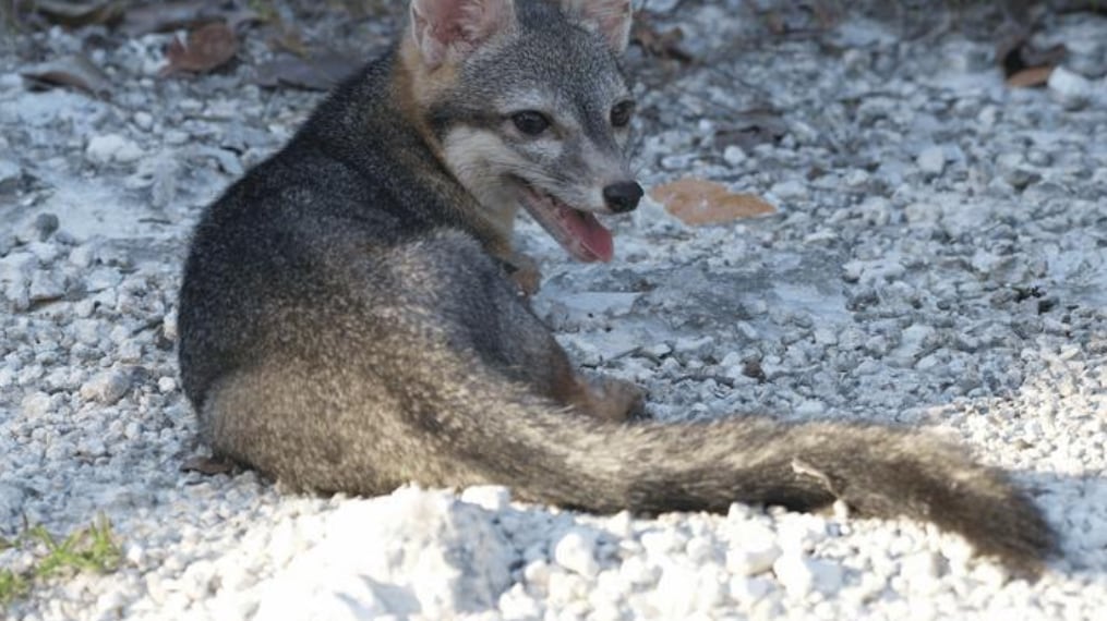 An adult male Cozumel dwarf fox is pictured following its release in Laguna Colombia State Reserve. on Sept. 17, 2023. ( Rafael Chacón)