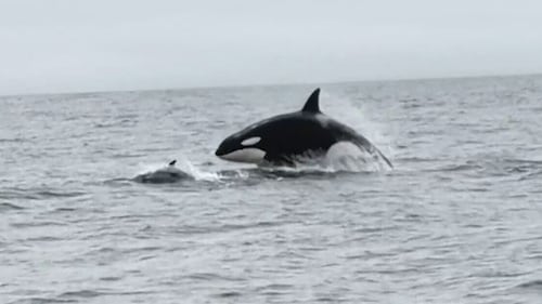 Des orques filmées en train de chasser des dauphins