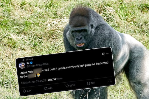 100 humains contre un gorille: le débat absurde qui passionne Internet