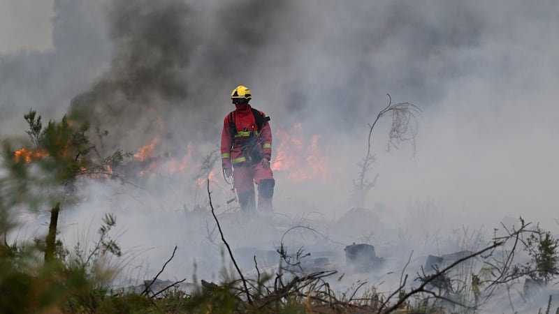 La faune piégée dans les feux de forêt en France