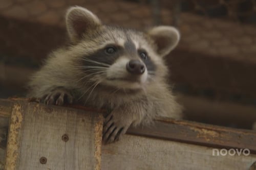 Prévention de la rage: enquête sur un refuge lanaudois pour animaux sauvages