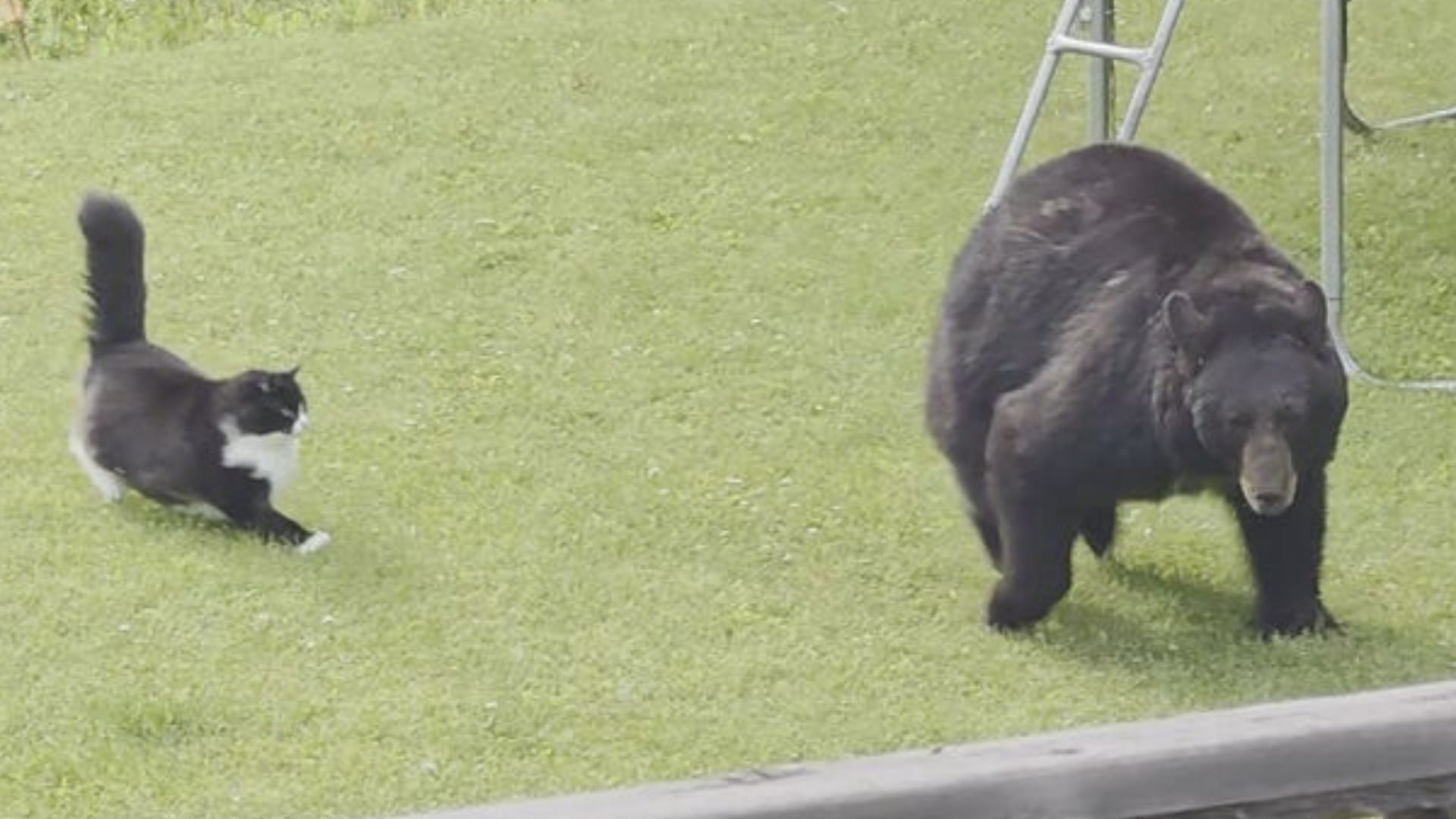 The video was filmed in the Interior community of Quesnel, B.C. (TikTok @mydogslifebuddy)