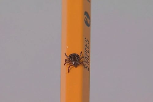 Les tiques déjà en activité: la maladie de Lyme «en progression» au Québec