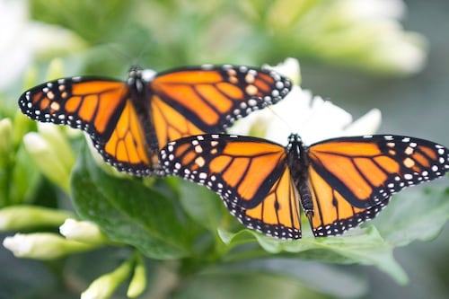 Aider la science, un monarque à la fois