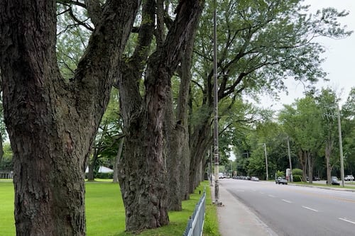 Tramway: l’abattage des arbres commencera bientôt