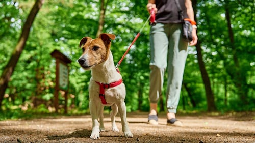 Attention au parvovirus à Sherbrooke