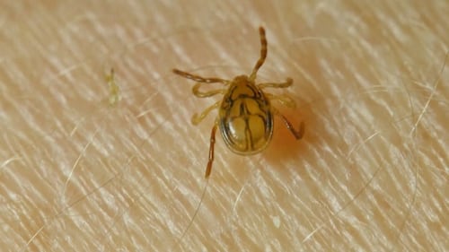 Tiques en Mauricie et dans le Centre-du-Québec: ce qu’il faut savoir
