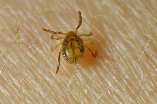 Tiques en Mauricie et dans le Centre-du-Québec: ce qu’il faut savoir