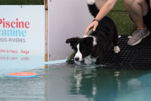 Les avantages d'amener son chien à une piscine canine