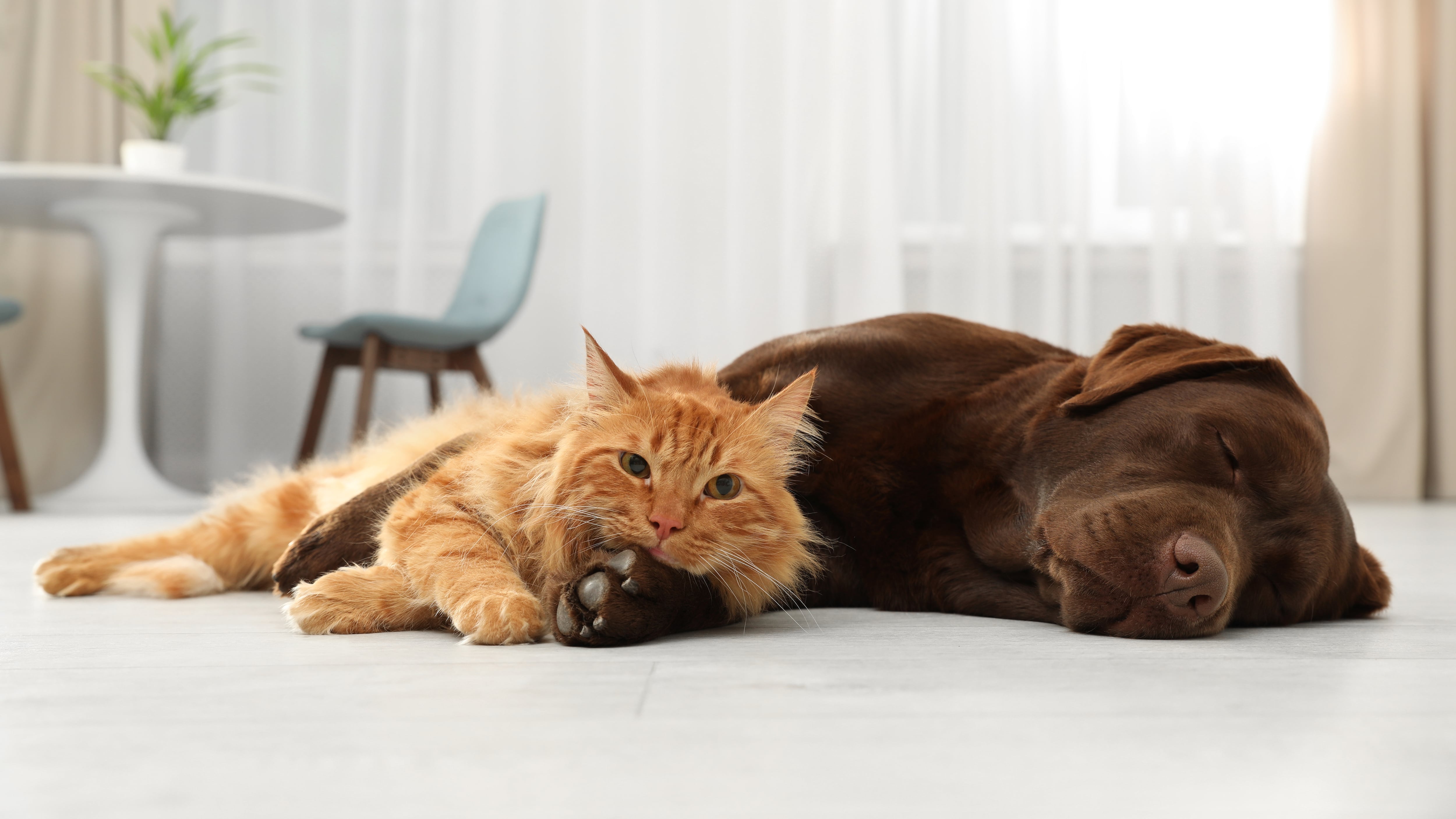 Un chat et un chien dans un appartement.