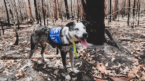 L’Australie recrute son prochain chien sauveteur de koalas