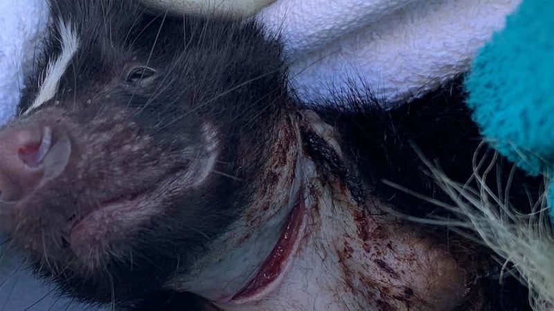 Une mouffette a été sauvée par le refuge Lobadanaki après avoir été retrouvée avec une profonde blessure au cou. La direction du refuge estime qu'il s'agit d'un geste humain.
