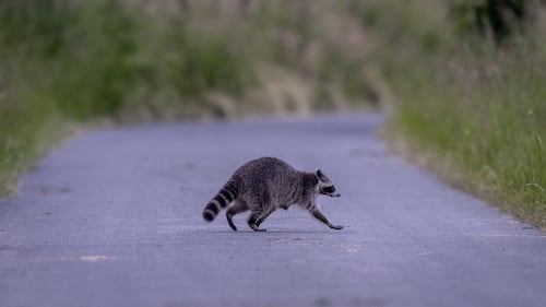 Trois individus ont été en contact avec un chat ayant contracté la rage du raton laveur