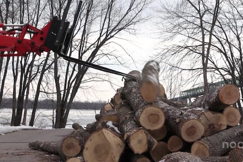 L'agrile du frêne force l'abattage d'arbres presque centenaires à Trois-Rivières
