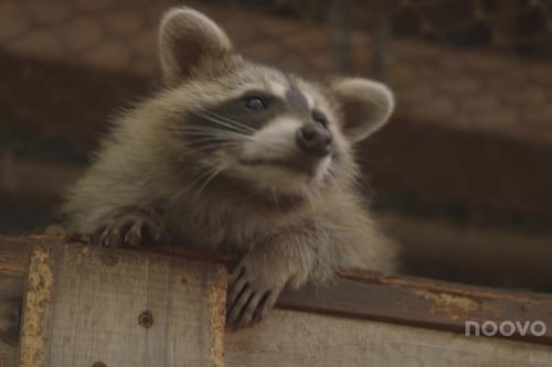 Québec redouble d'efforts pour lutter contre la rage
