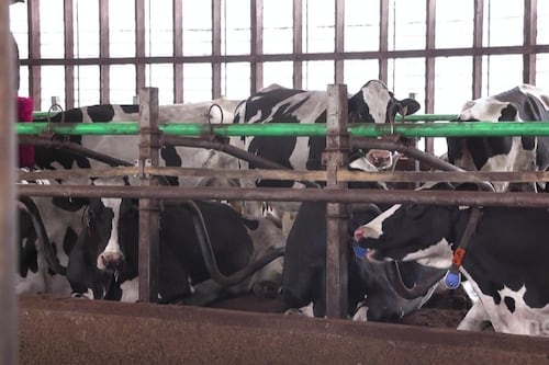 Le lait et le sirop d'érable: le beurre et l'argent du beurre