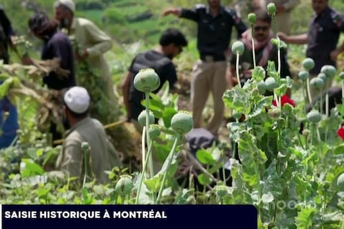 Saisie historique de pavot à opium à Montréal: les détails
