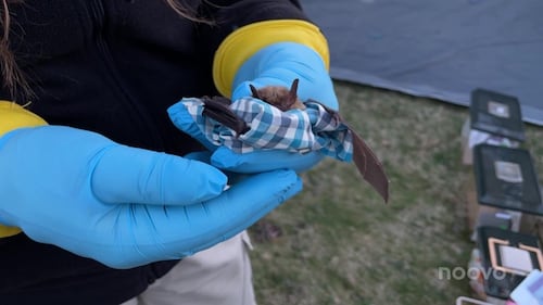 Une vingtaine de chauve-souris relâchées dans la nature en Estrie