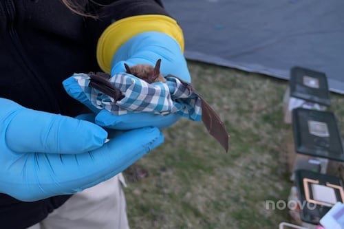 Une vingtaine de chauve-souris relâchées dans la nature en Estrie