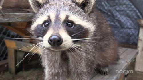 Le refuge Blanche-Neige sauve de 2 à 15 petits animaux par jour
